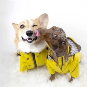 Manteau imperméable à capuche pour chien Manteau pour chien Vêtement chien couleur: Jaune