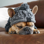 Bonnet d’hiver pour chien Vêtement chien couleur: Noir