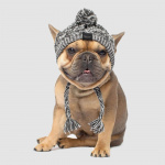 Bonnet d’hiver pour chien Vêtement chien couleur: Noir