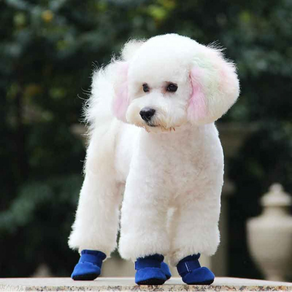 Chaussures de chien pour hiver Chaussure pour chien Vêtement chien couleur: Bleu|Rose