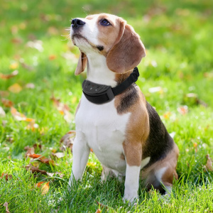 Collier efficace anti-aboiement pour chien Accessoire chien Collier anti-aboiement chien Collier chien couleur: Noir|Orange