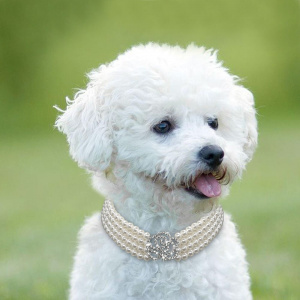 Collier orné de perles pour chien Accessoire chien Collier chien couleur: Blanc