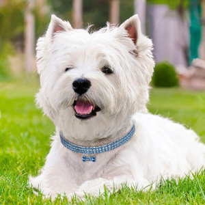 Collier strass pour chien Accessoire chien Collier chien couleur: Blanc|Bleu|Rose