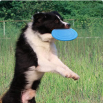Disques volants souples pour chien Accessoire chien Jouets pour chien couleur: Bleu|Jaune|Noir|Orange|Rouge|Vert|Violet