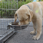 Gamelle en acier inoxydable durable pour chien Accessoire chien Gamelle chien taille: 15cm|20cm|23cm