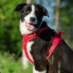 Harnais avec une fixation de la laisse pour chien Accessoire chien Harnais chien couleur: Noir|Orange|Rouge