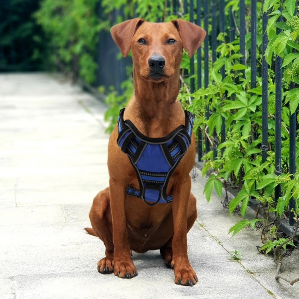 Harnais pour les toutous Accessoire chien Harnais chien couleur: Bleu|Noir|Orange|Rose|Rouge|Vert