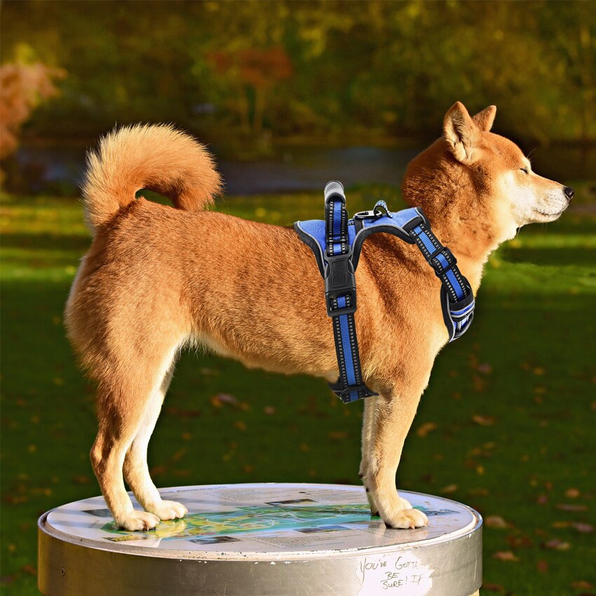 Harnais pour les toutous Accessoire chien Harnais chien couleur: Bleu|Noir|Orange|Rose|Rouge|Vert