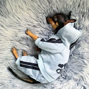 Ensemble de jogging, pull et pantalon Adidog pour petit chien. Le jogging a un trou au niveau de la queue ainsi qu'une capuche. Il est de couleur grise avec des bandes noires sur les côtés.