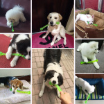 Jouet interactif pour chiens Accessoire chien Jouets pour chien couleur: Rouge|Vert