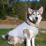 Veste de refroidissement pour chien Gilet sauvetage chien Vêtement chien couleur: Orange|Vert