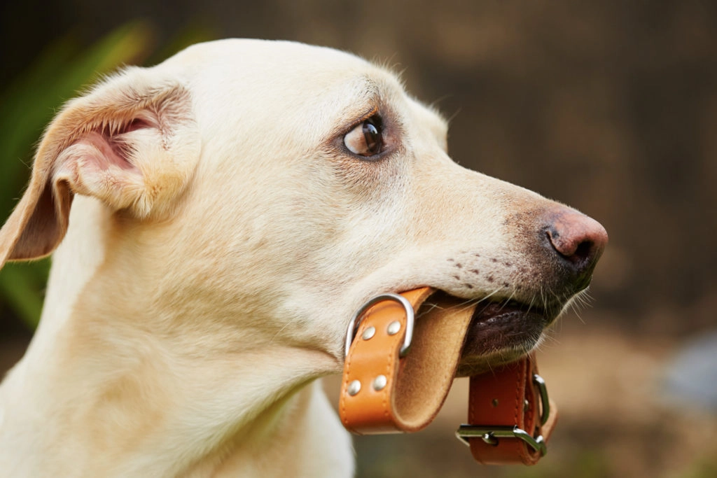 Un labrador beige qui tient dans son museau un collier pour chien en cuir marron