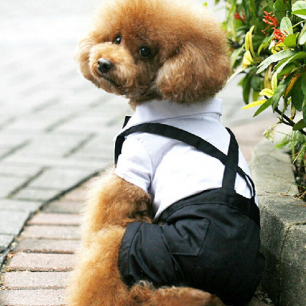 Costume de mariage chic pour chien Manteau pour chien Vêtement chien couleur: Blanc