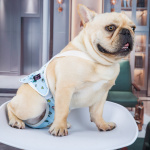 Culotte physiologique réutilisable pour chien Vêtement chien Culotte Pour Chien Ventes privées couleur: Bleu|Jaune