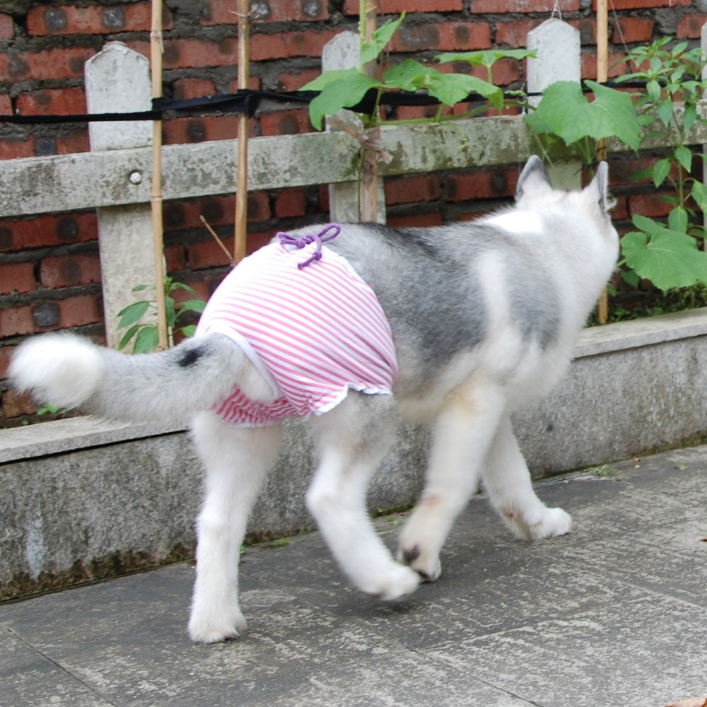 Culotte réutilisable pour chiens Vêtement chien couleur: Bleu|Rose