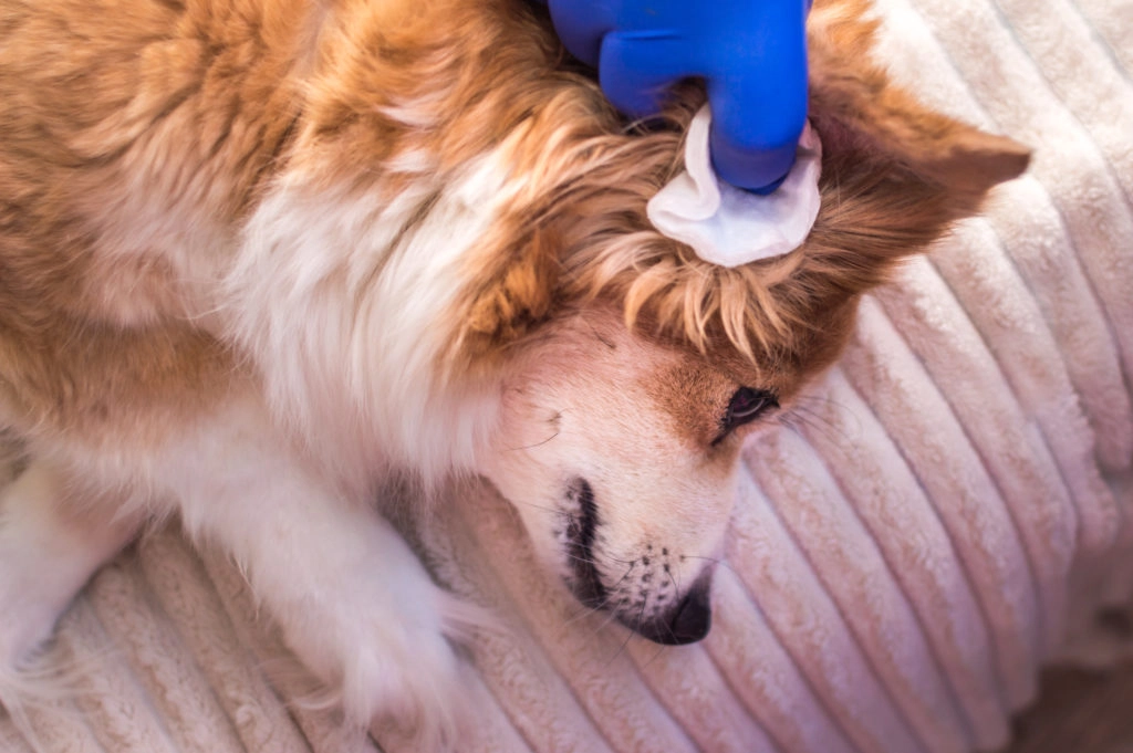 Un chien adulte marron et blanc couché sur une couverture se fait nettoyer les oreilles avec de la gaze