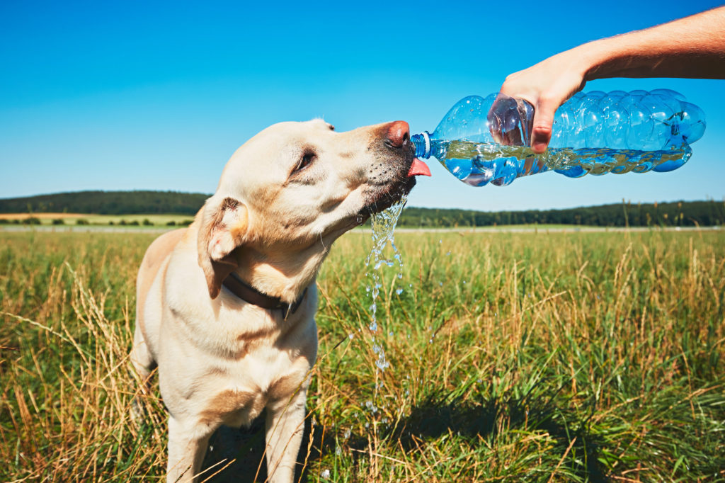 Un chien beige assoiffé sous la chaleur boit l'eau d'une bouteille en plastique transparente dans une grande étendue d'herbe verte