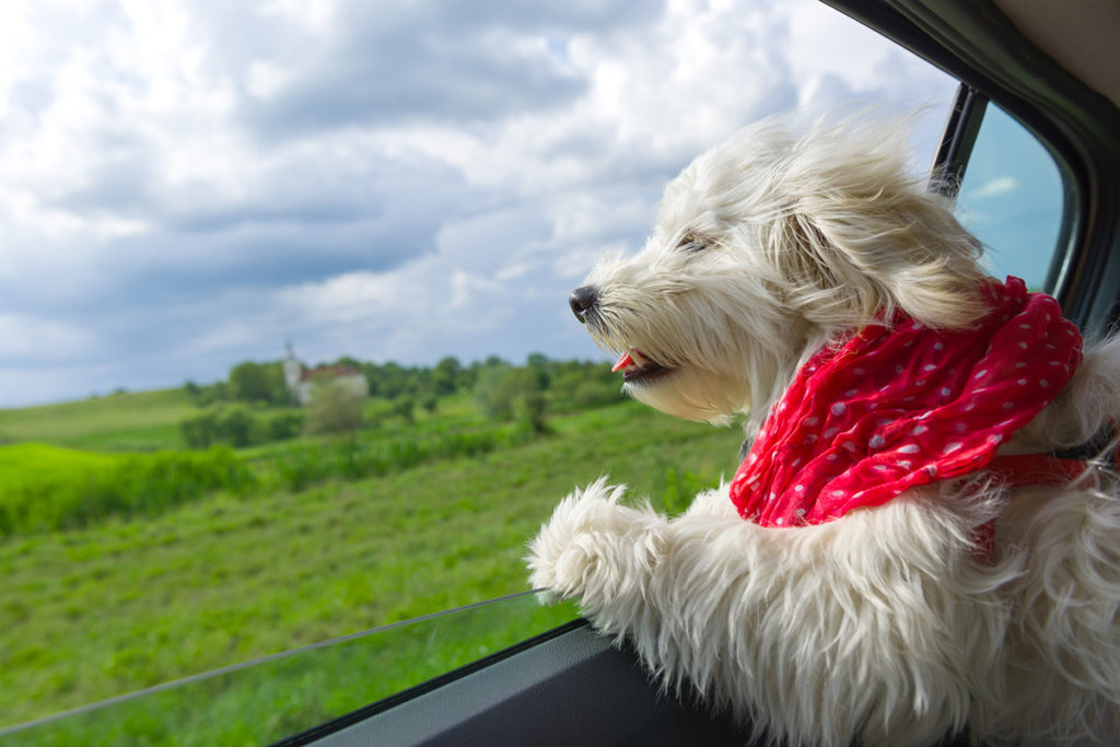 Un petit chien a long poil blanc avec un foulard rouge à l'arrière d'une voiture en marche la vitre baissée le chien regarde dehors l'étendue d'herbe verte