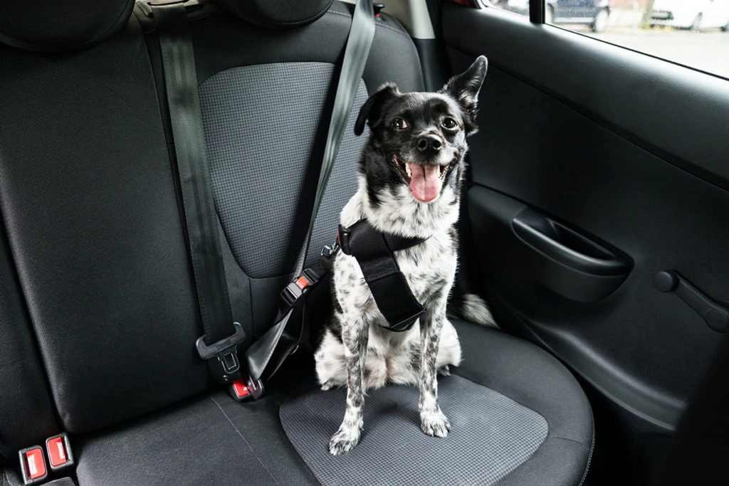 Un chien border collie noir et blanc sur la banquette arrière noir d'une voiture, le chien est attaché à la ceinture par un harnais