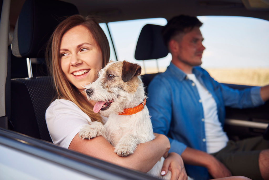 Un jeune couple avec leur chien blanc et marron à bord de leur voiture roulant les vitres baissées le chien regardant dehors