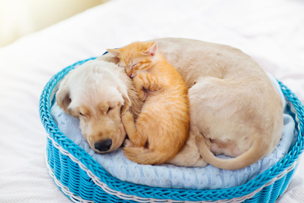 Un petit chaton roux dort couché sur un chien beige qui est couché dans un panier pour chien bleu