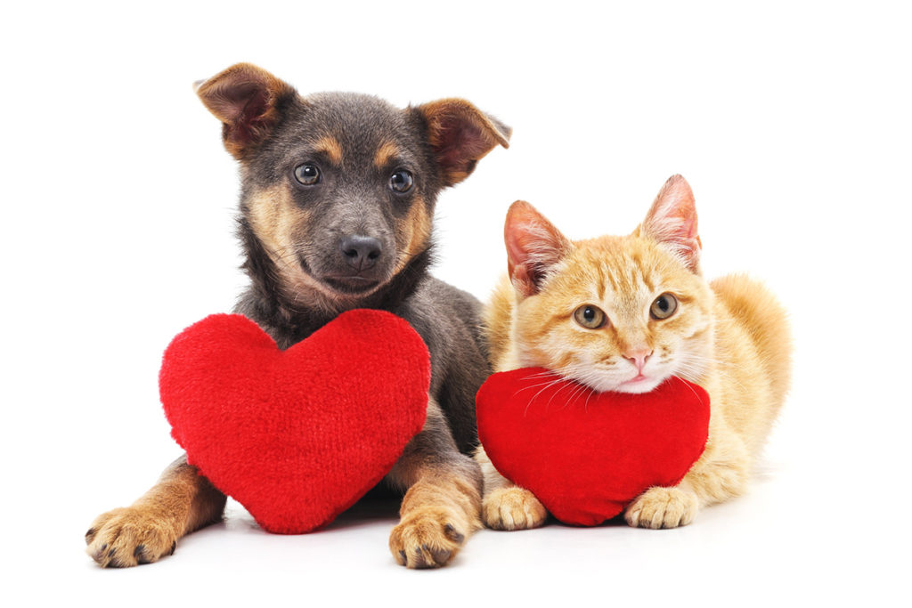 Un petit chien noir et brun couché à coté d'un chat roux et blanc sur un fond blanc. Ils ont un coeur en peluche devant eux.