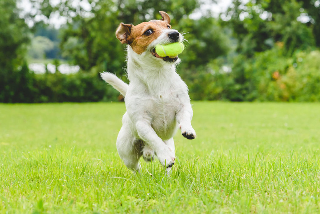 Un chien marron et blanc qui court dans l'herbe verte en tenant une balle de tennis dans sa geule. Il y a des arbres vers en arrière plan