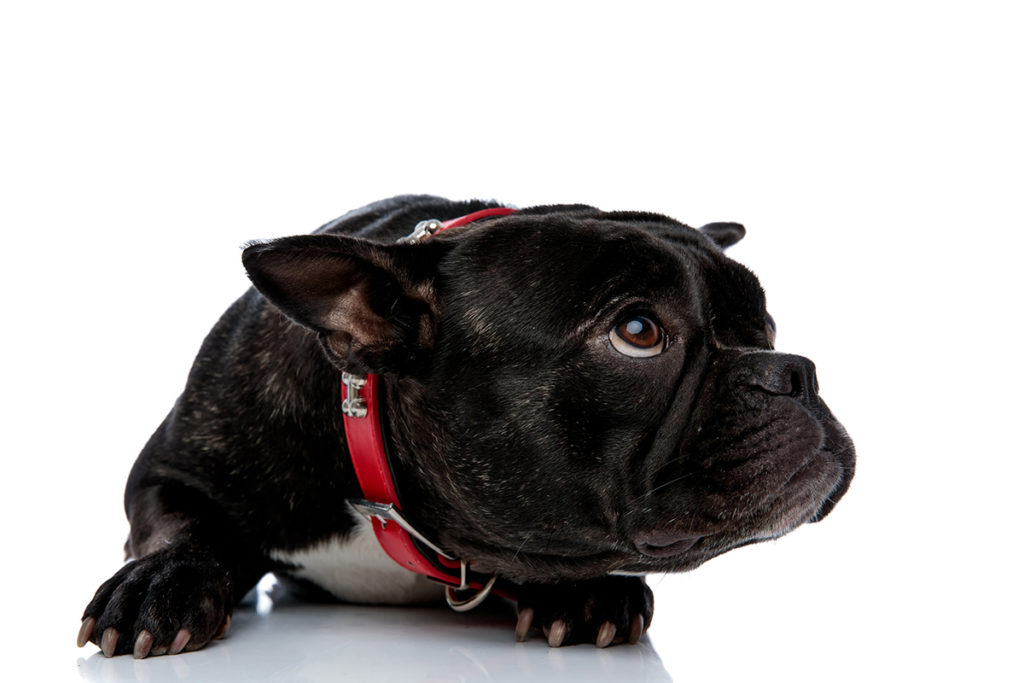 Un bulldog francais noir avec un collier pour chien rouge sur fond blanc. Le chien a peur et baisse les oreilles vers l'arrière