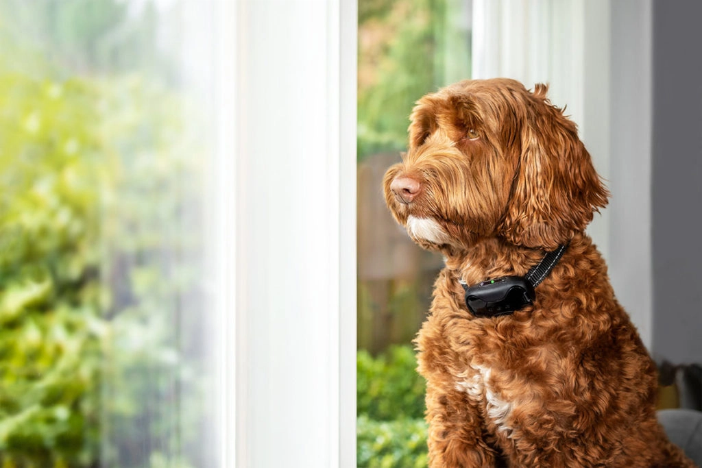 Un chien labrador marron qui porte un collier anti aboiement noir éléctrique.
