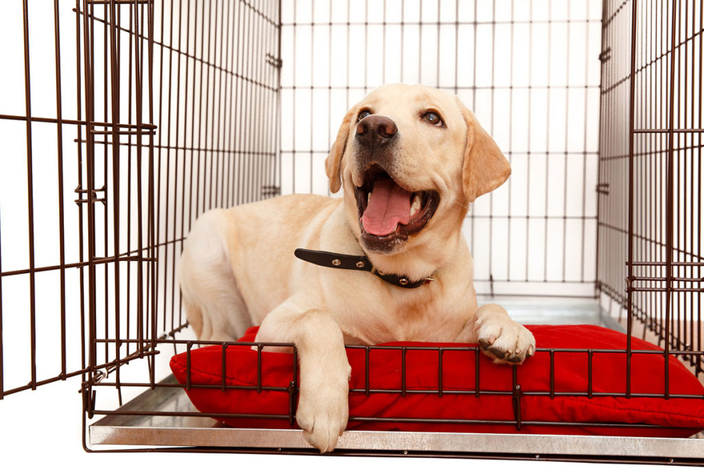 Un labrador beige avec un collier pour chien noir dans une cage en fer avec un coussin rouge.