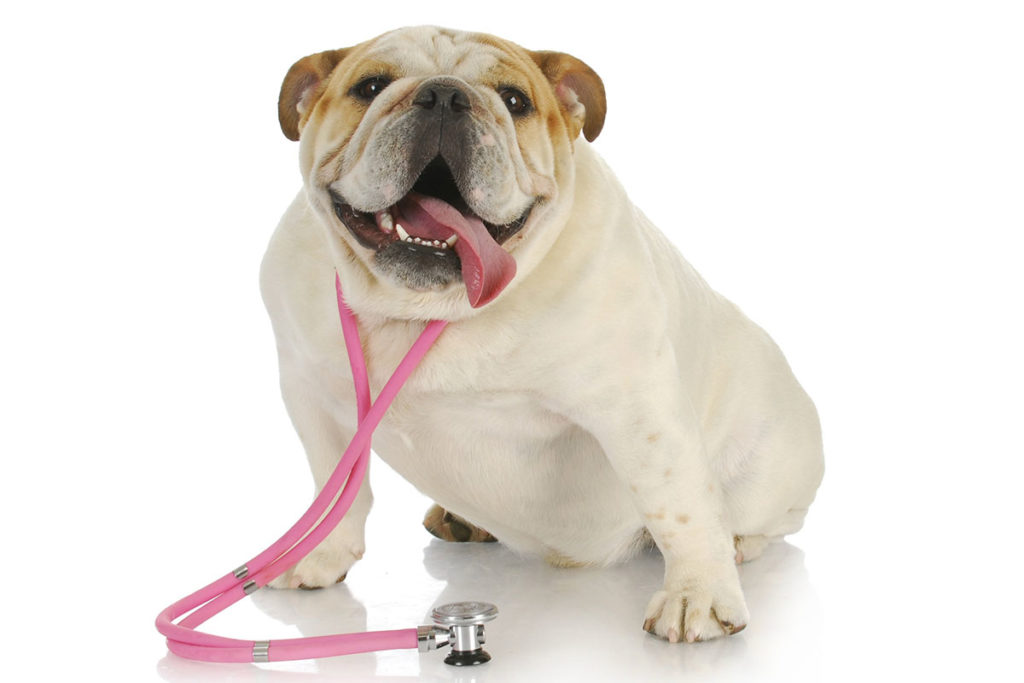 Un bulldog anglais blanc et marron sur fond rose. il porte un stéthoscope rose autour du cou