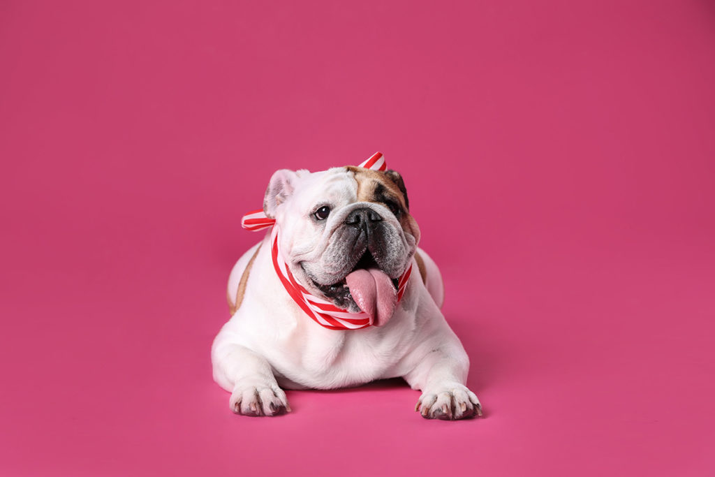 Un bulldog anglais blanc et marron couché sur un fond rose. Il porte un foulard autour du cou rouge et blanc
