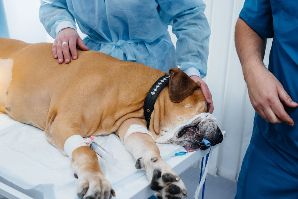 Une grosse chienne marron couchée sur une table médicale de vétérinaire entourée de deux vétérinaires en blouses bleu