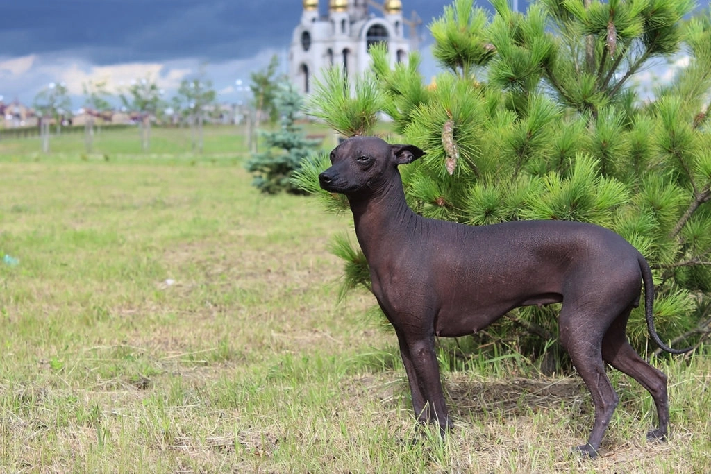 Un Xoloitzcuintle, Un chien mexicain a poil très court noirs avec en arrière plan un arbuste et une église