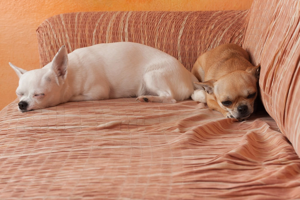 Deux chihuahua, un blanc et un marron. Ils dorment dans le sofa sur une housse de canapé car ils perdent leurs poils