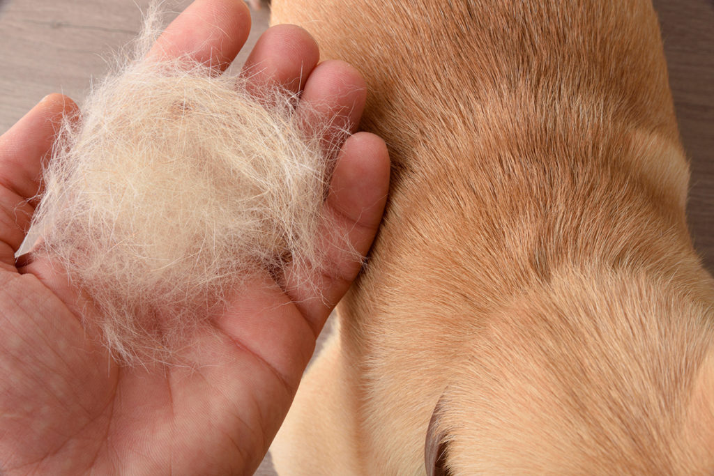 Un chien qui perd ses poils et une main d'homme qui tient une grosse boule de poil de chien