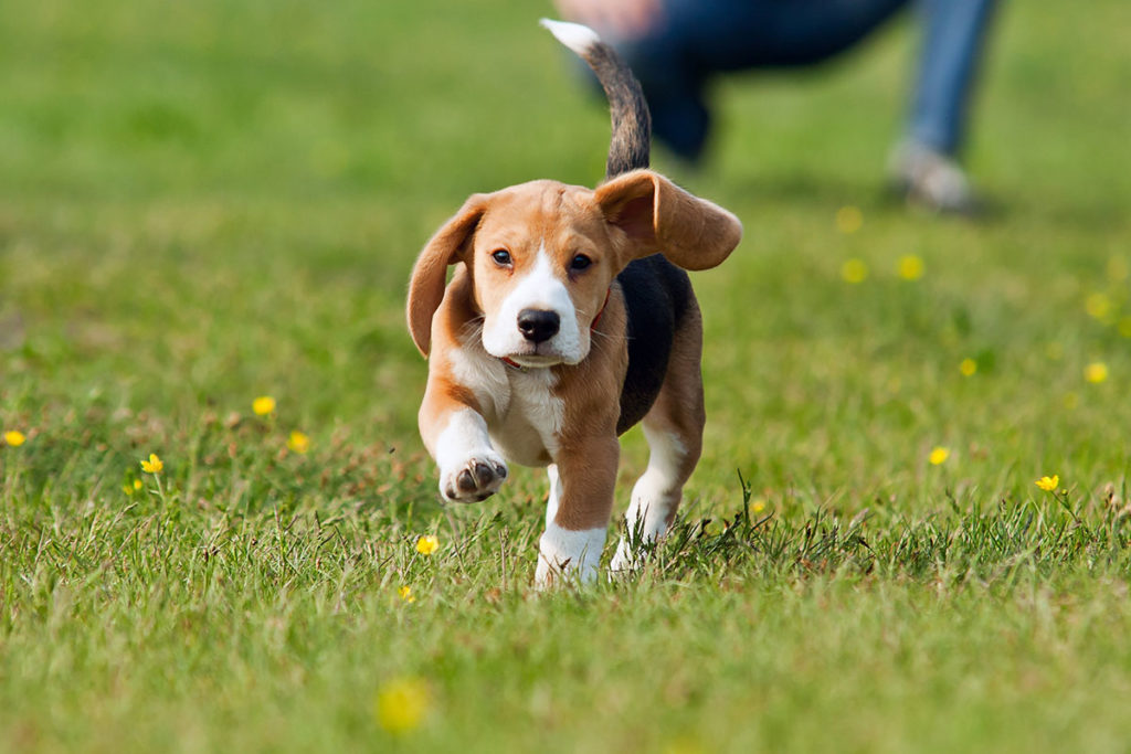 Un petit chiot de race beagle courant dans l'herbe verte
