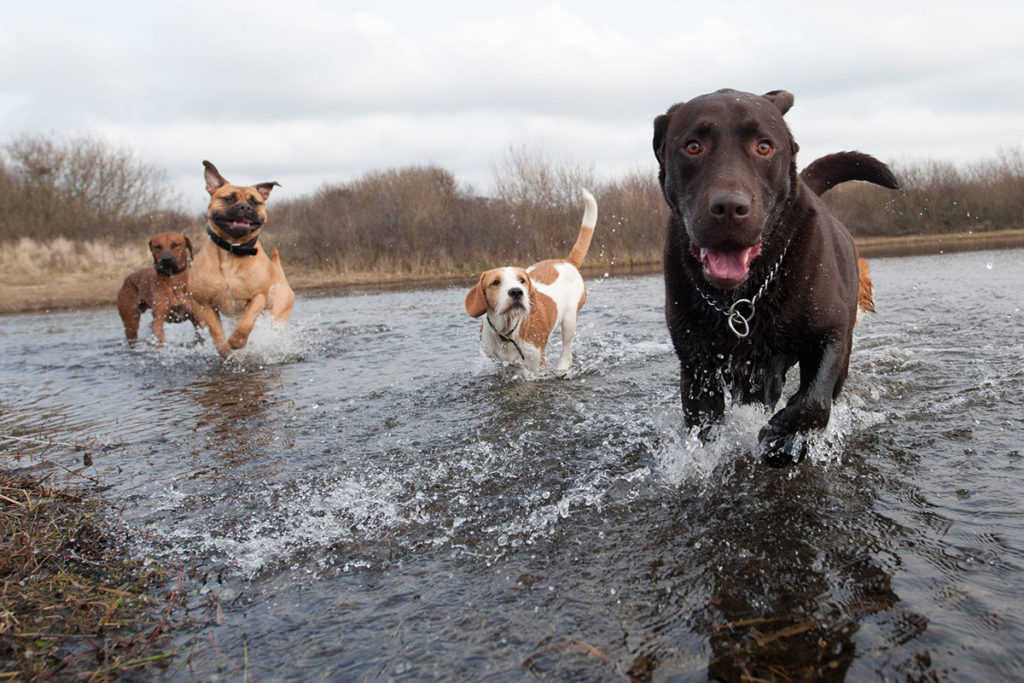 Un labrador, un retriever et d'autres chiens qui font de l'exercice physique en courant dans une rivière en plein air
