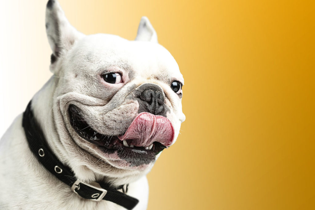 Un petit bulldog francais blanc qui passe la langue. Il porte un collier pour chien noir. Photo sur fond orange