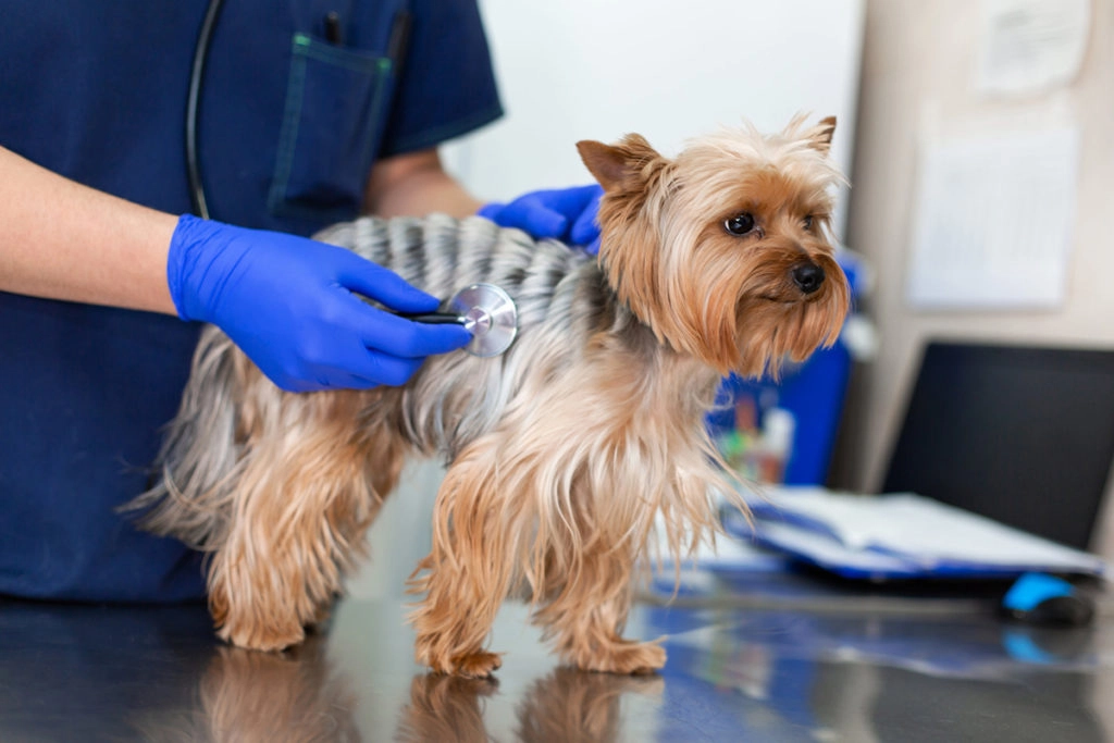 Un petit chien constipé aux longs poils marron se fait ausculter par un véterinaire aux gants bleu