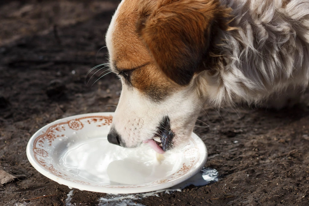 Un chien border collie marron et blanc qui lape du lait dans une soucoupe