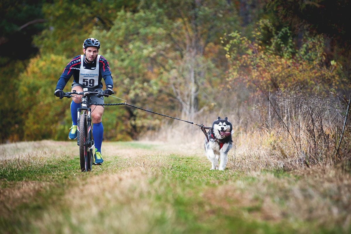 Un maître qui fait du vélo avec son chien husky dans la nature. L'homme est habillé en tenue de cycliste bleue le chien est tiré par une laisse rouge