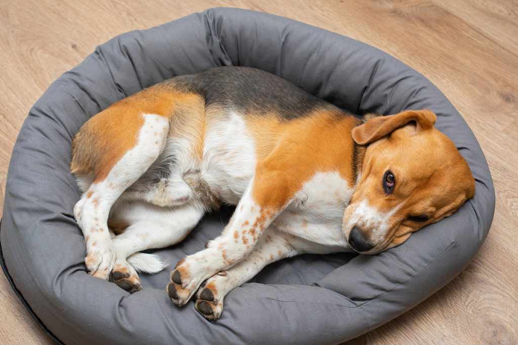 Un chien de race Beagle tricolore couché dans un couchage pour chien gris bleu sur un parquet marron