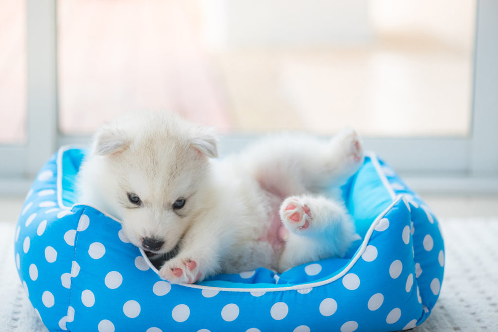 Un petit chien blanc de race sybérien qui est couché dans un panier pour chien de couleur bleu à pois blancs