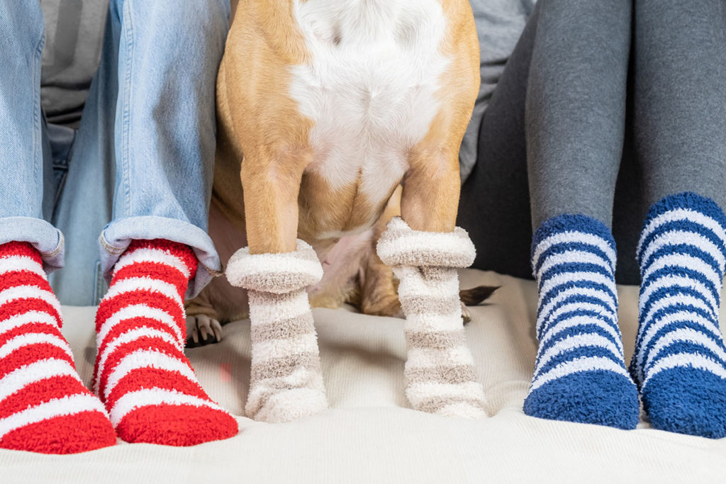 Un chien et sses maitres qui portent des chaussettes similaires. il y a 2 paires de chaussettes rouge et bleu et une paire de chaussettes pour chien beige