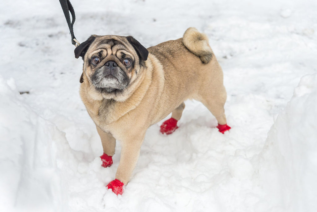 Un chien de race carlin beige dans la neige il porte des bottes pour chien rouge