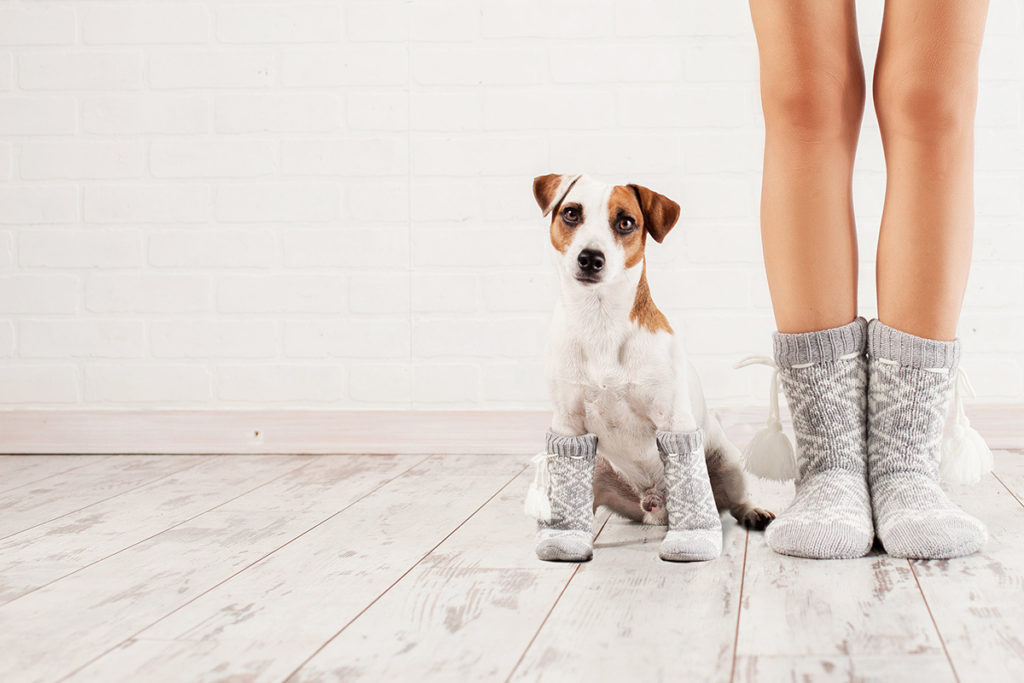 Un chien blanc et marron qui porte des chaussettes pour chien grises.