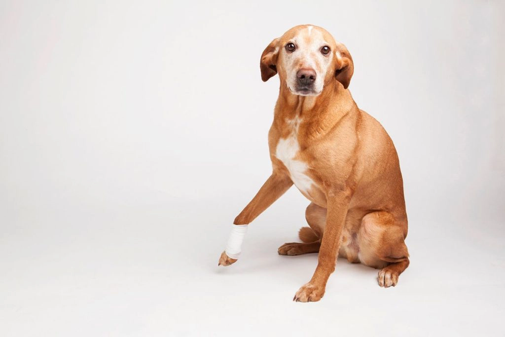 Un chien marron sur fond blanc qui a une douleur a la patte