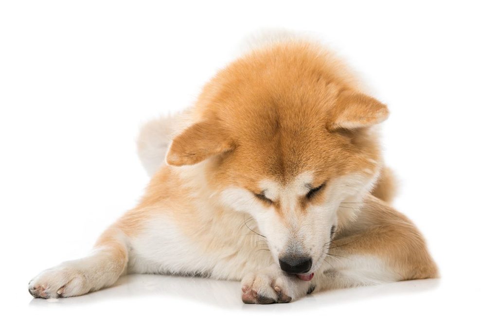 Un chien de race Akita inu couché sur un fond blanc. Le chien se lèches les pattes.