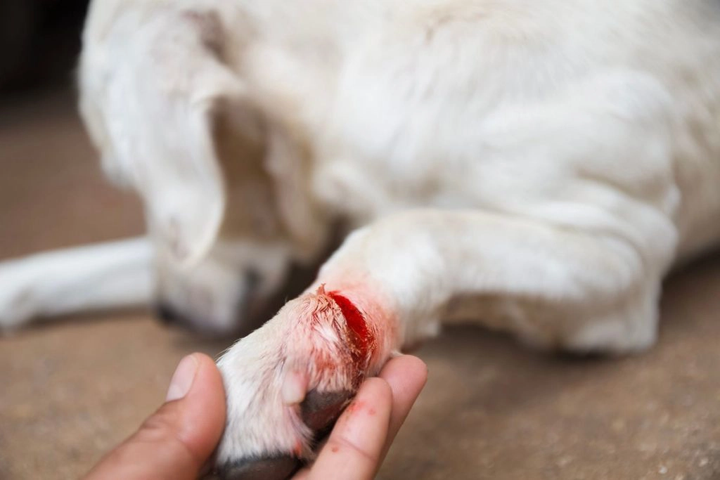 Un chien blanc blessé à sa patte qui saigne.